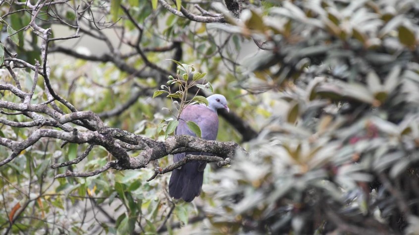 Nilgiris Wood Pigeon