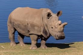 Northern White Rhino