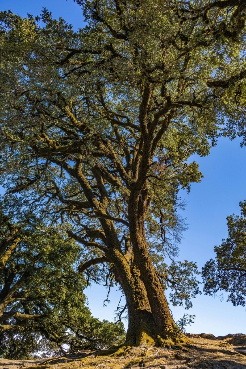 Oak Tree - 1