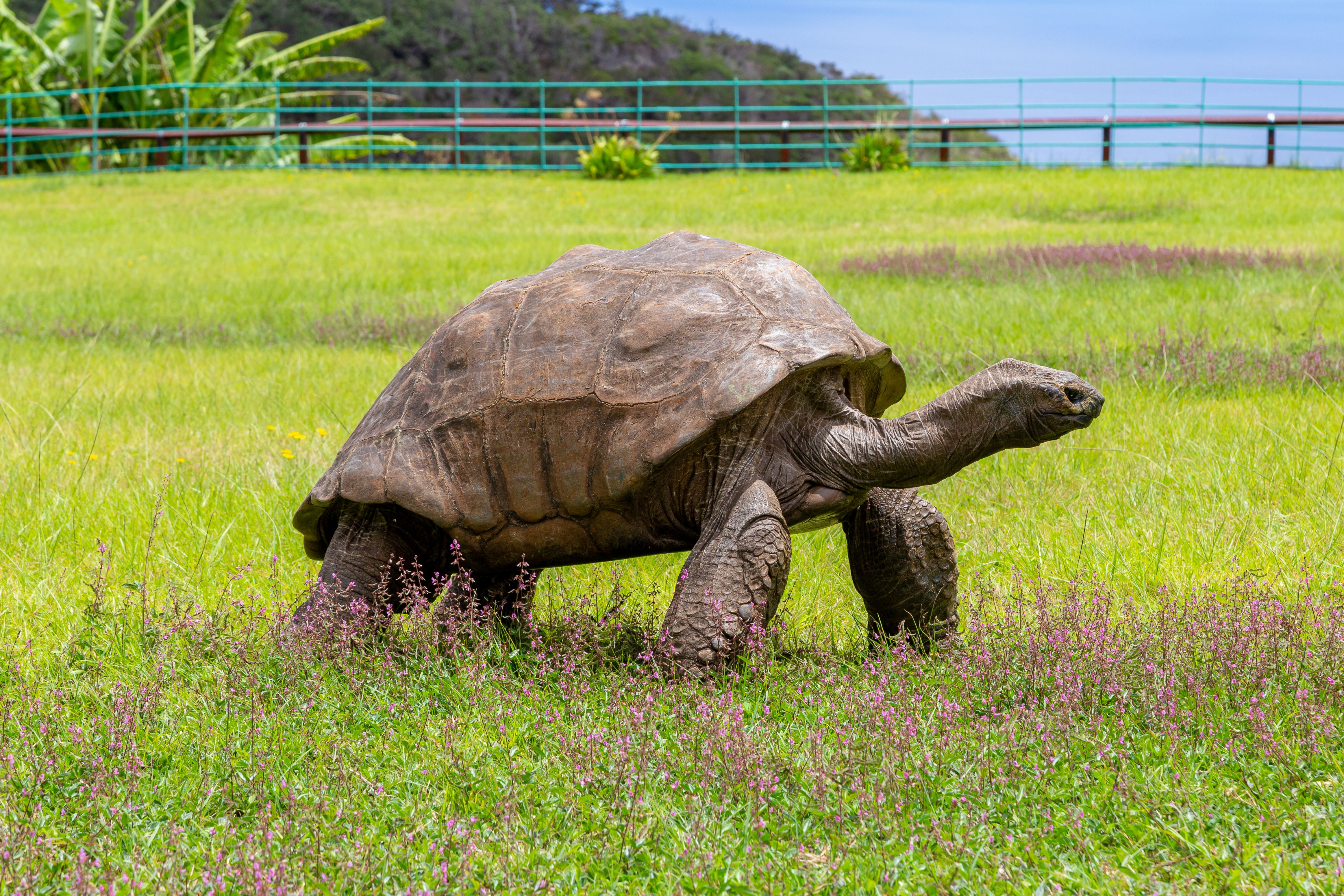 JONATHAN TORTOISE 516468556