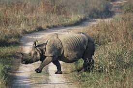 One-horned rhino