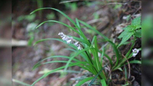 ophiopogon japonicus