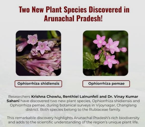 Ophiorrhiza shidiensis and Ophiorrhiza pemae
