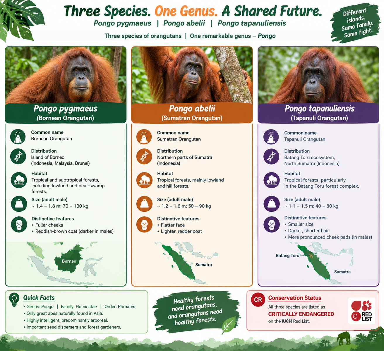 Orangutans