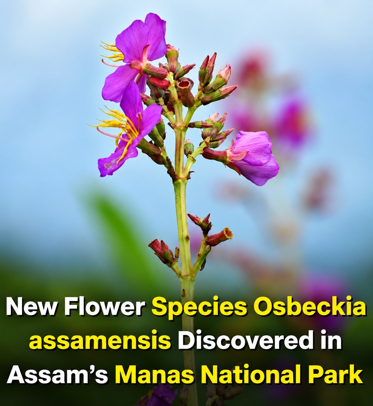 Osbeckia assamensis