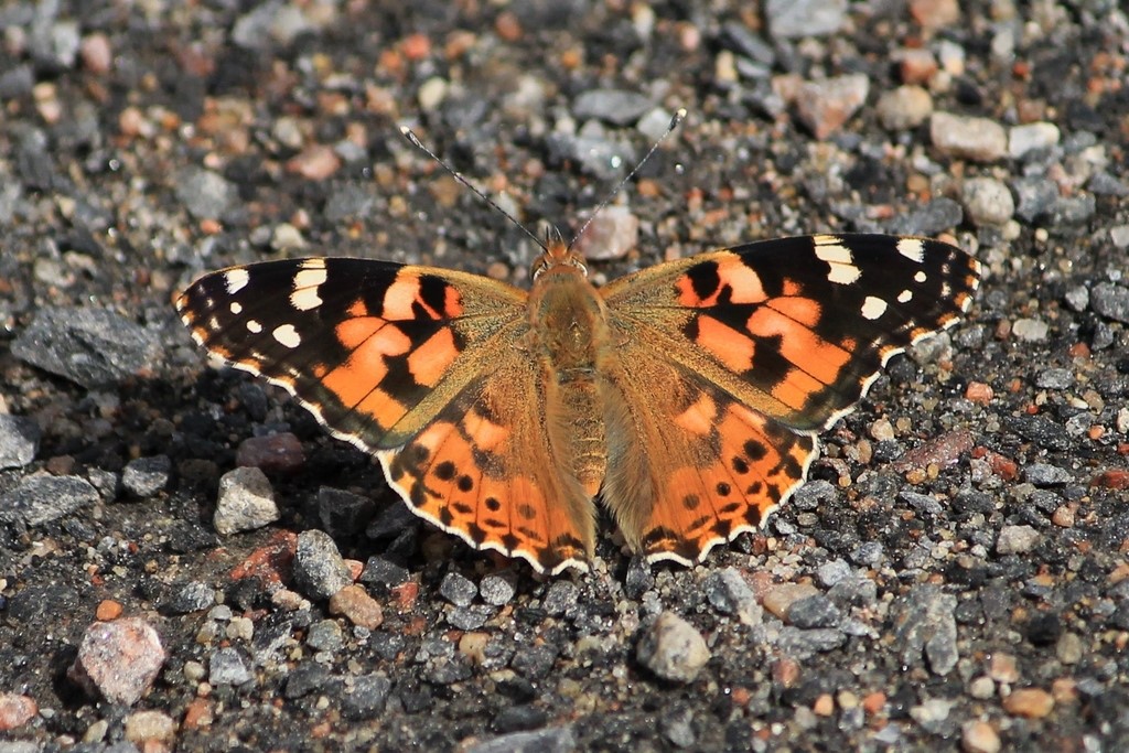 Painted Lady