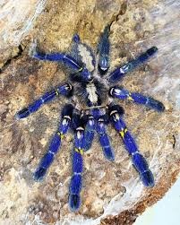 Peacock Tarantula