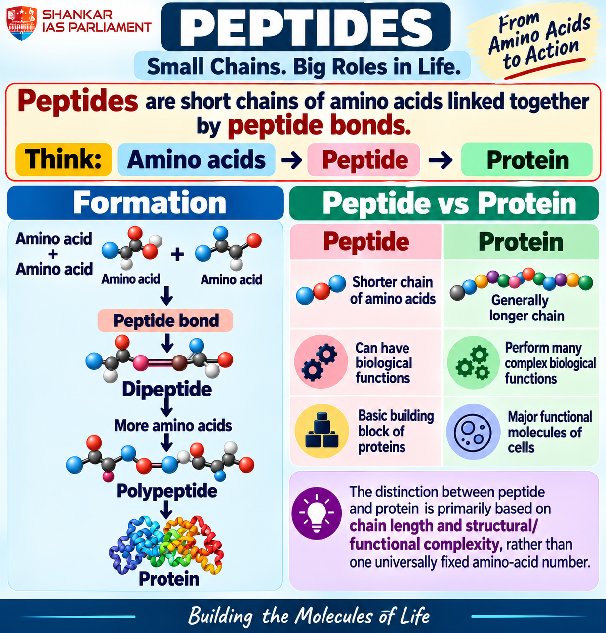 peptides chain of amino acides