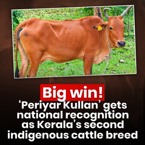 Periyar Cow – National Recognition