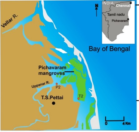 Pichavaram Mangrove Forest