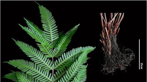 Pteris madhusoodananii