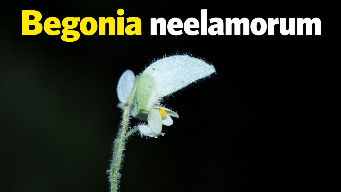 Begonia neelamorum.upsc