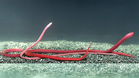 Rakthamichthys Anchi