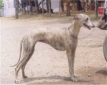 Ramour Hound 