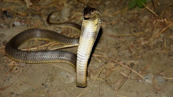 Caspian Cobra