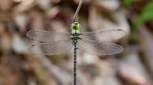 Dragon Fly
