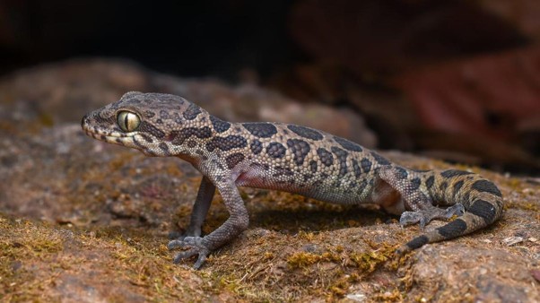 Future of Rare Jeypore Ground Gecko