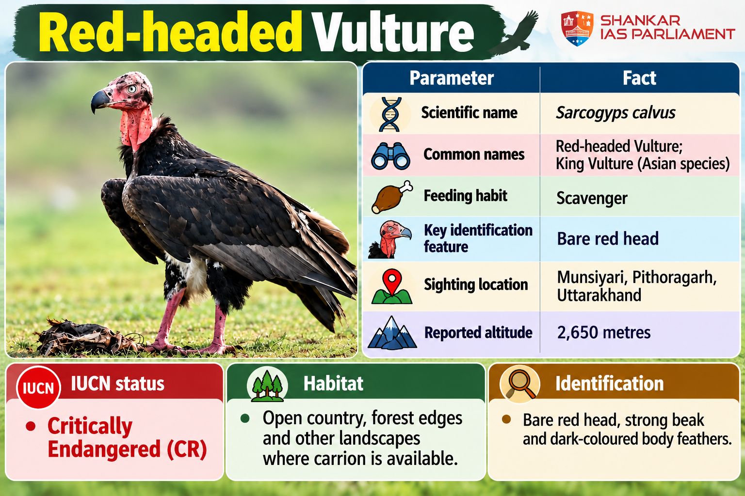 Red-Headed Vulture Sighted in Uttarakhand