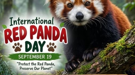 Red panda