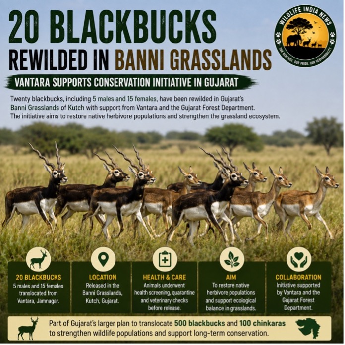 Rewilded Blackbucks in Gujarat’s Banni