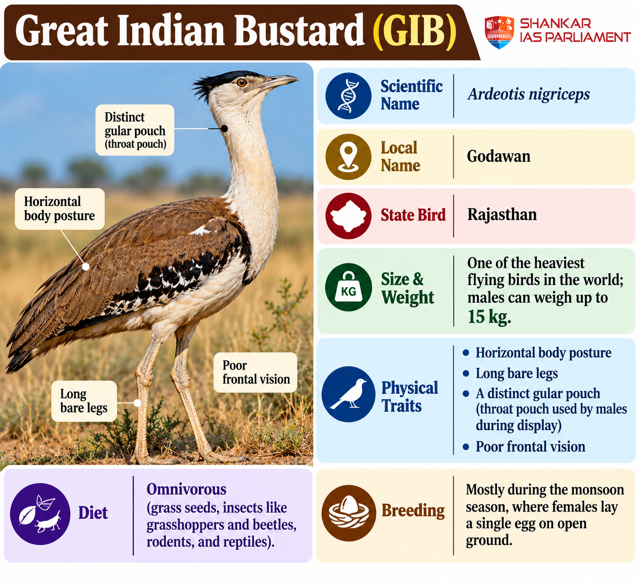 Rewilding the Great Indian Bustard