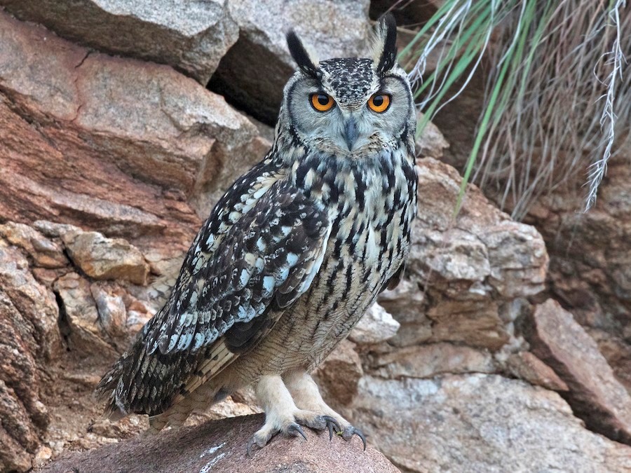 Rock Eagle Owl