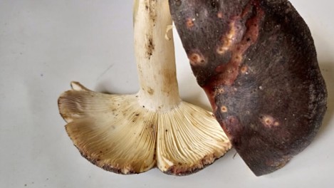Russula griseopurpurata