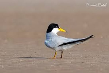 Saunder's Tern