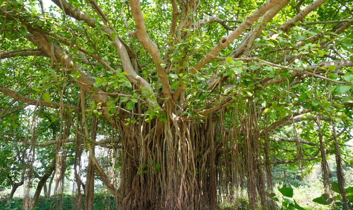banyan treedvdsdb 54454