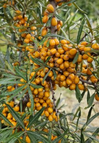 Sea Buckthorn