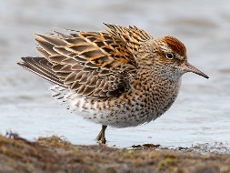 Sharp‑tailed Sandpiper