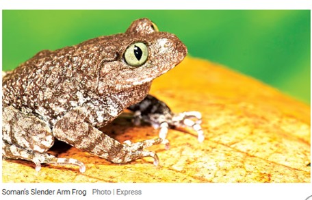 Slender Arm Frog - 1