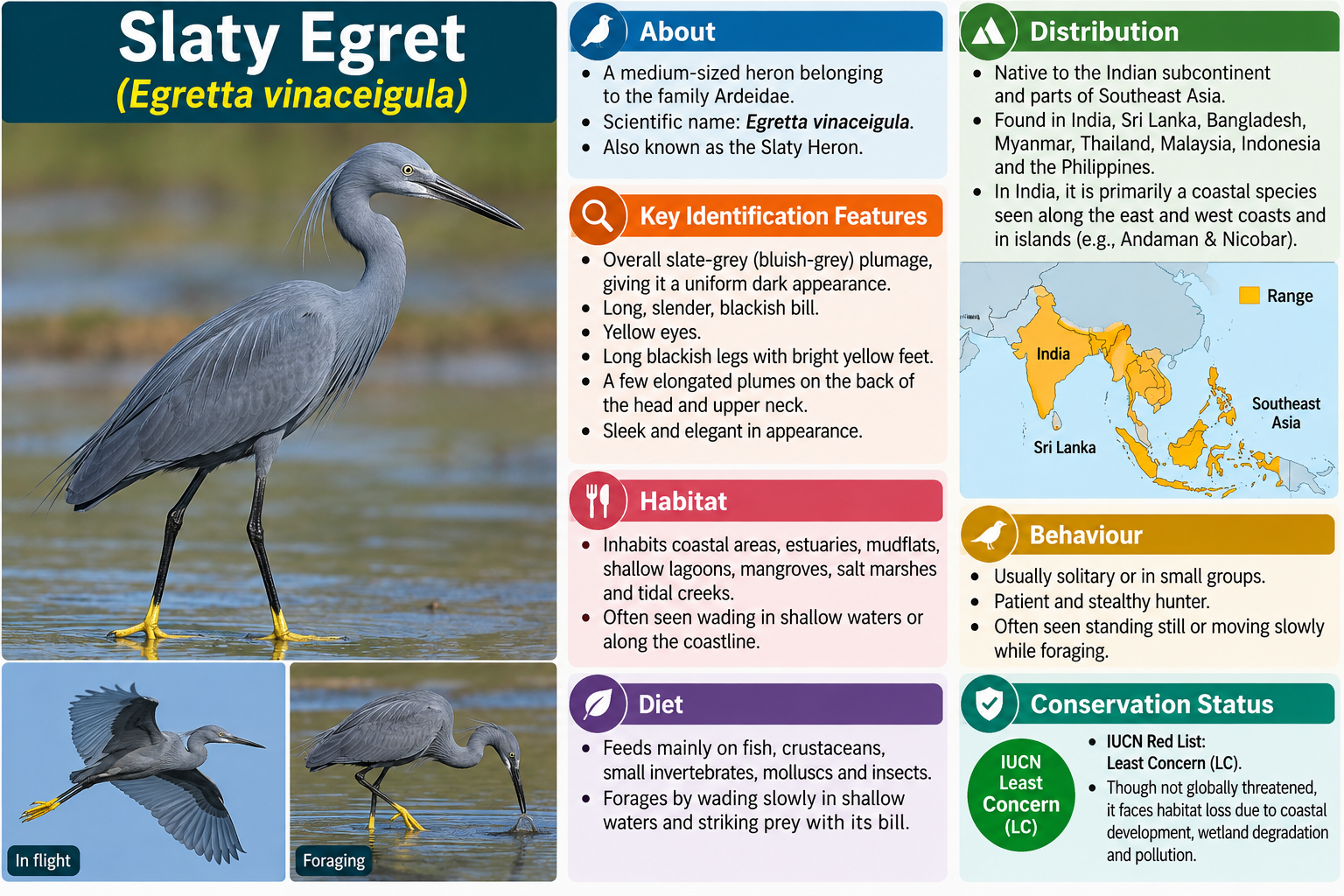 Slaty Egret