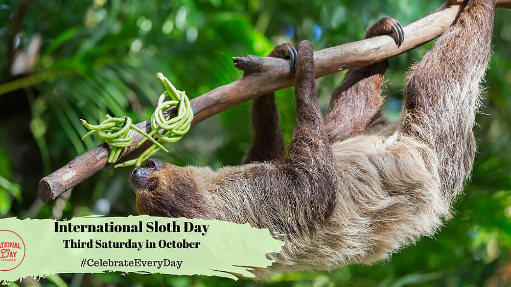 sloth-bear-day.jpg.upsc