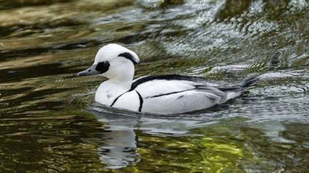 Smew