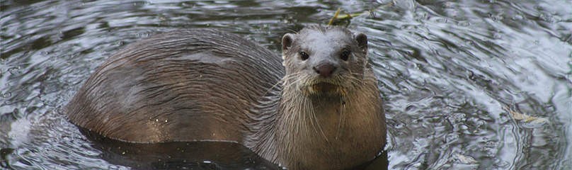 Smooth-coated Otter