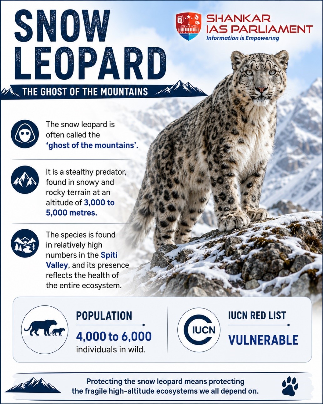 Snow leopard