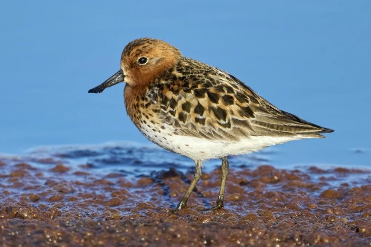 Spoon Billed Sandpiper