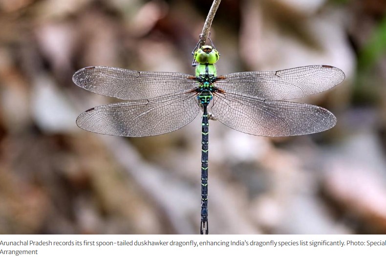 Spoon-tailed Duskhawker