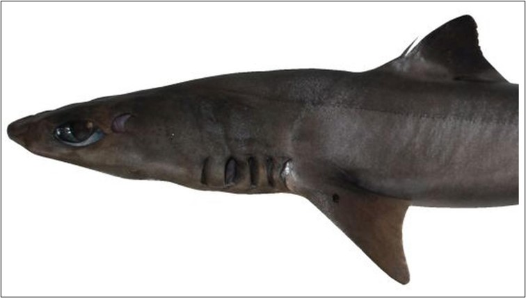 Squalus Hima