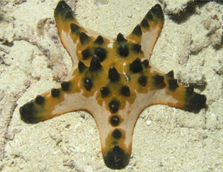 star fnhtgdv14562