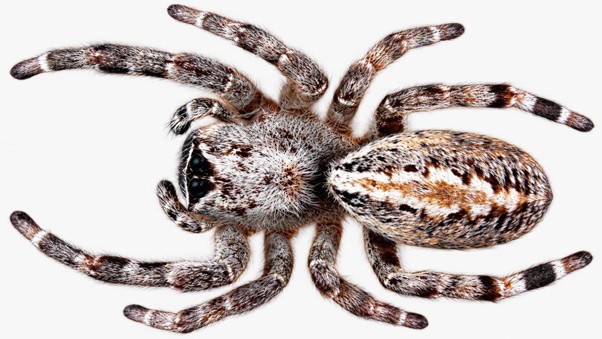Stegodyphus sarasinorum
