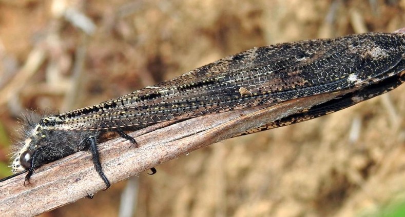 Stenares harpyia