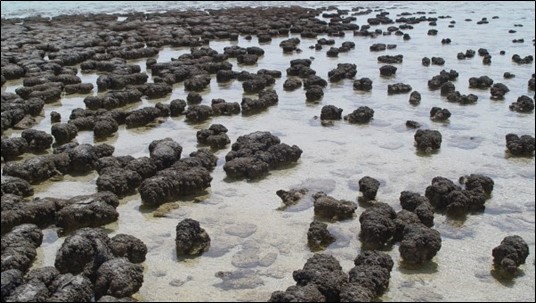 stomotiles