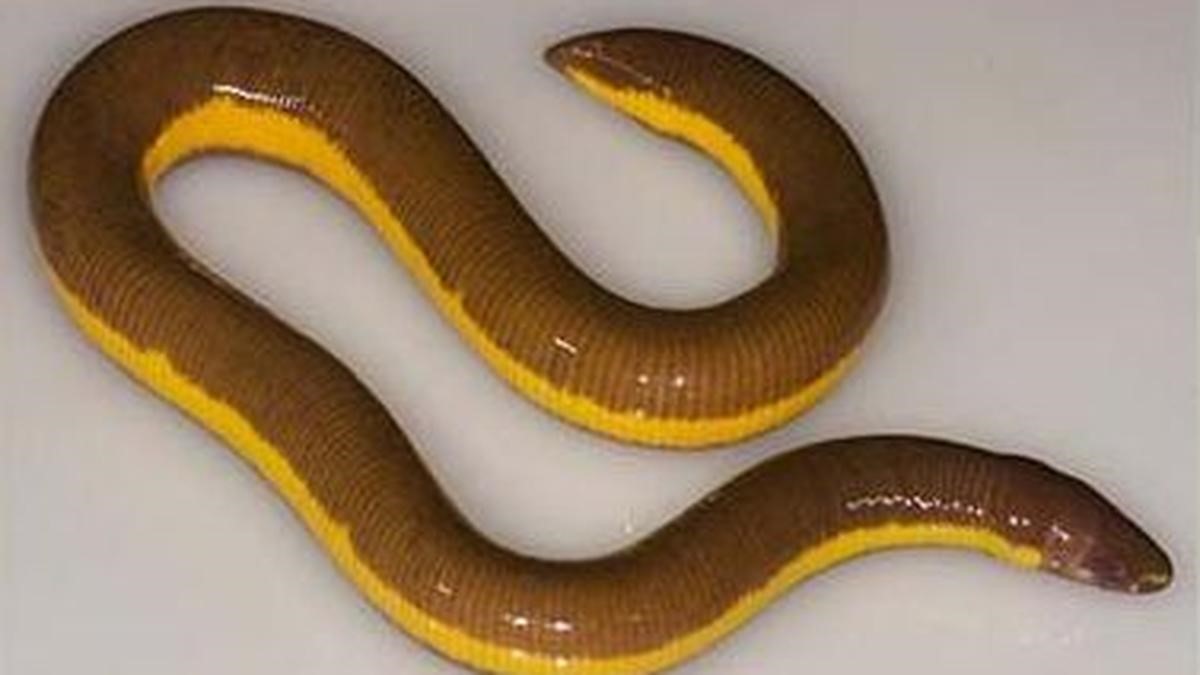 Striped Caecelian 