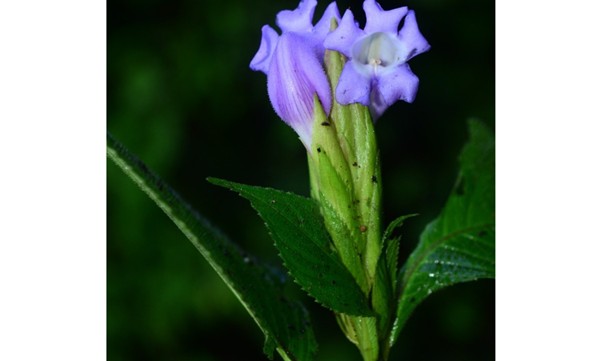 Strobilanthes Riteshii