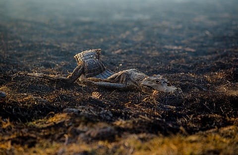 Study on wild fire