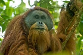 Tapaunali Orangutans