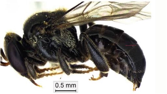 Tetragonula nagalandensis