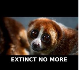The Bangka slow loris